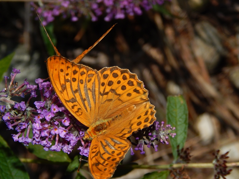 Argynnis adippe? S, con Argynnis paphia